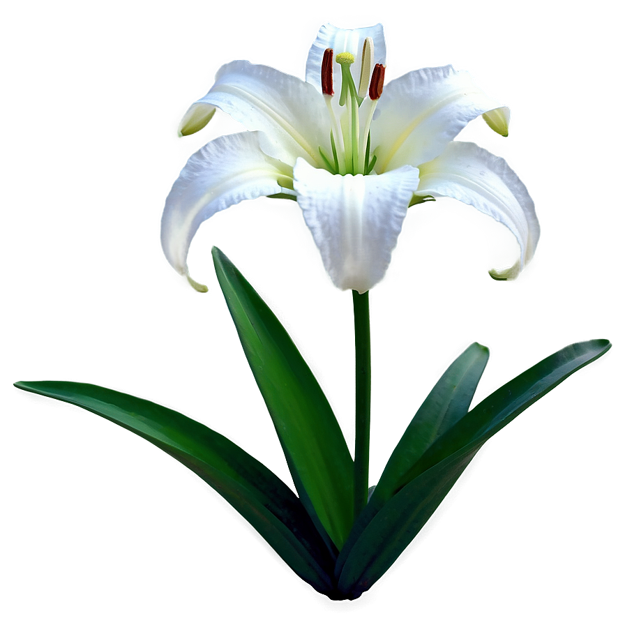 Pure White Lily Png Jjj