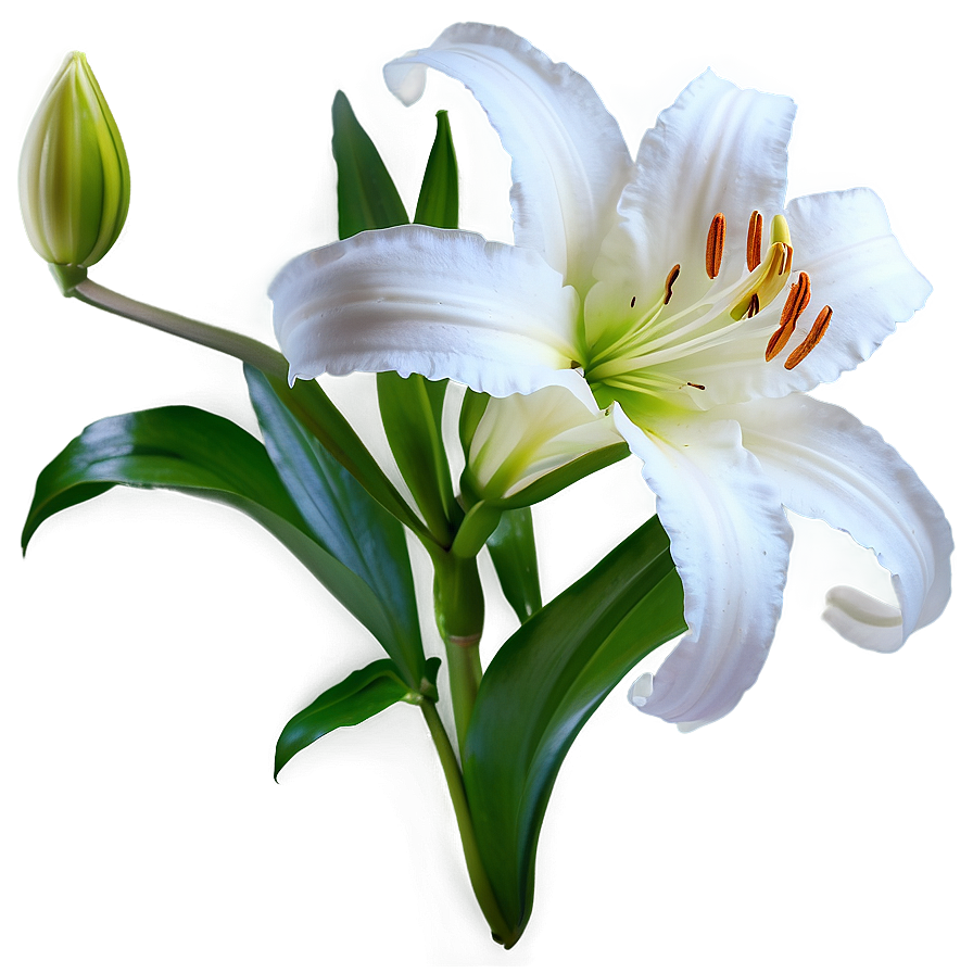 Pure White Lily Png Snr74