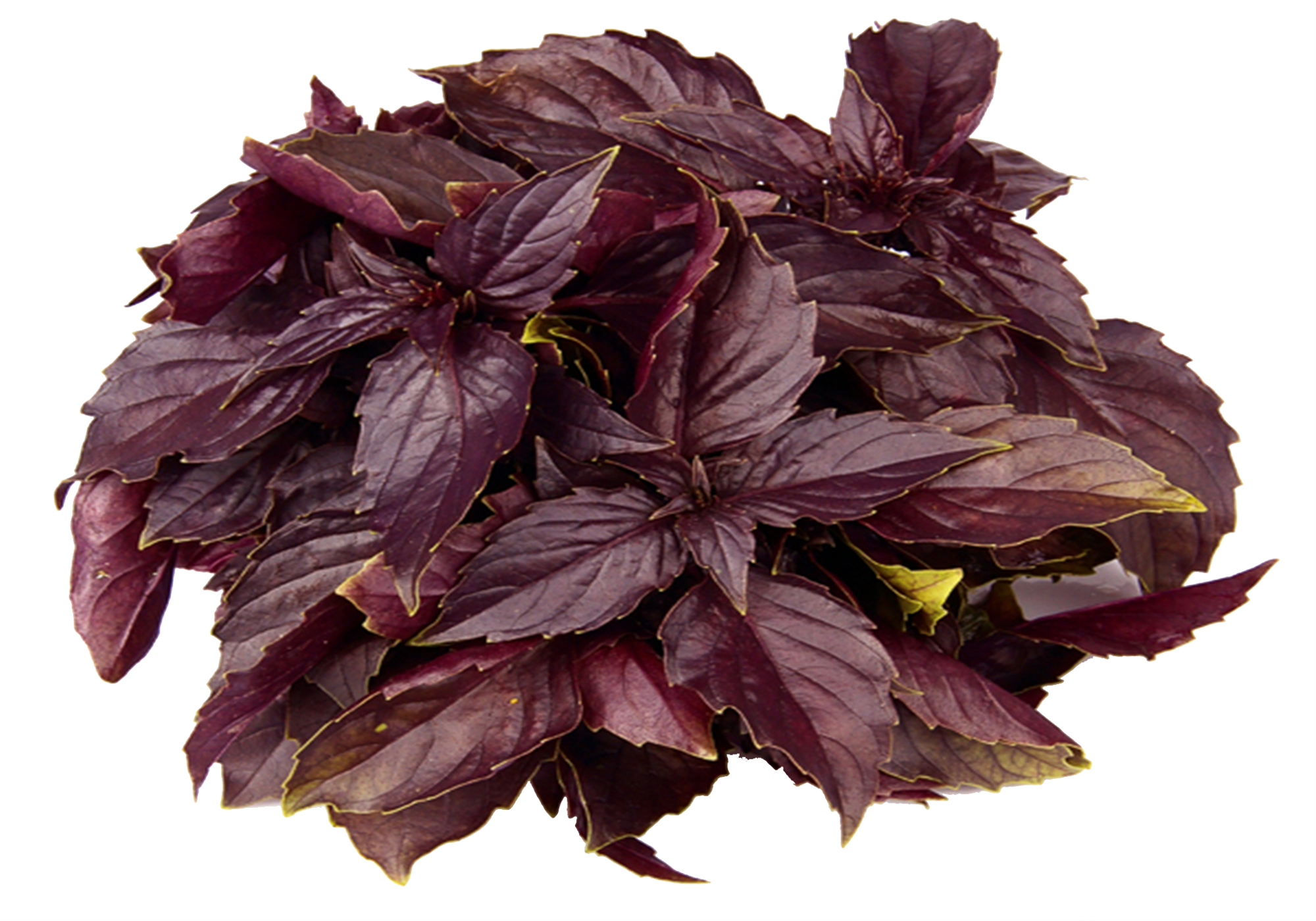 Purple Basil Leaves Cluster.png