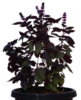 Purple Basil Plantin Pot