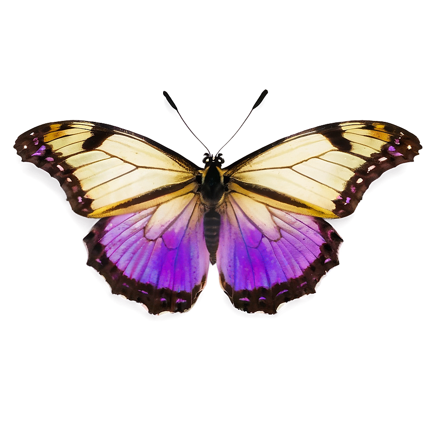Purple Butterfly On White Png Daq45