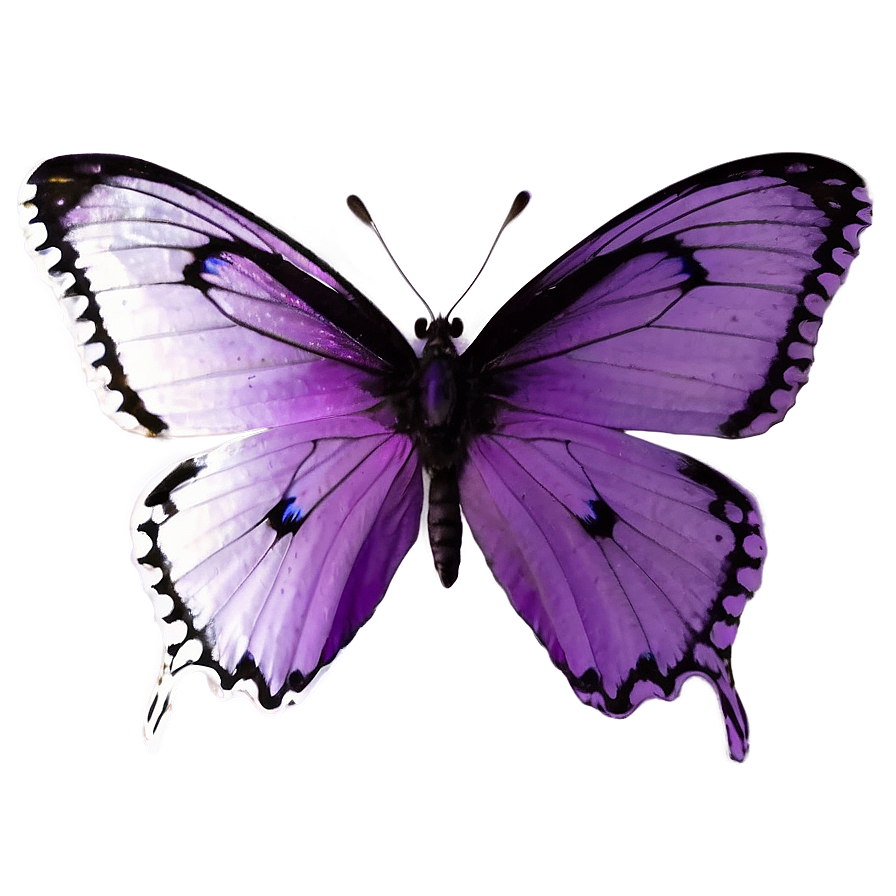 Purple Butterfly On White Png Qqc