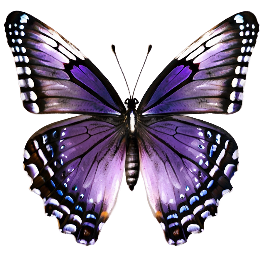 Purple Butterfly Png Afv76