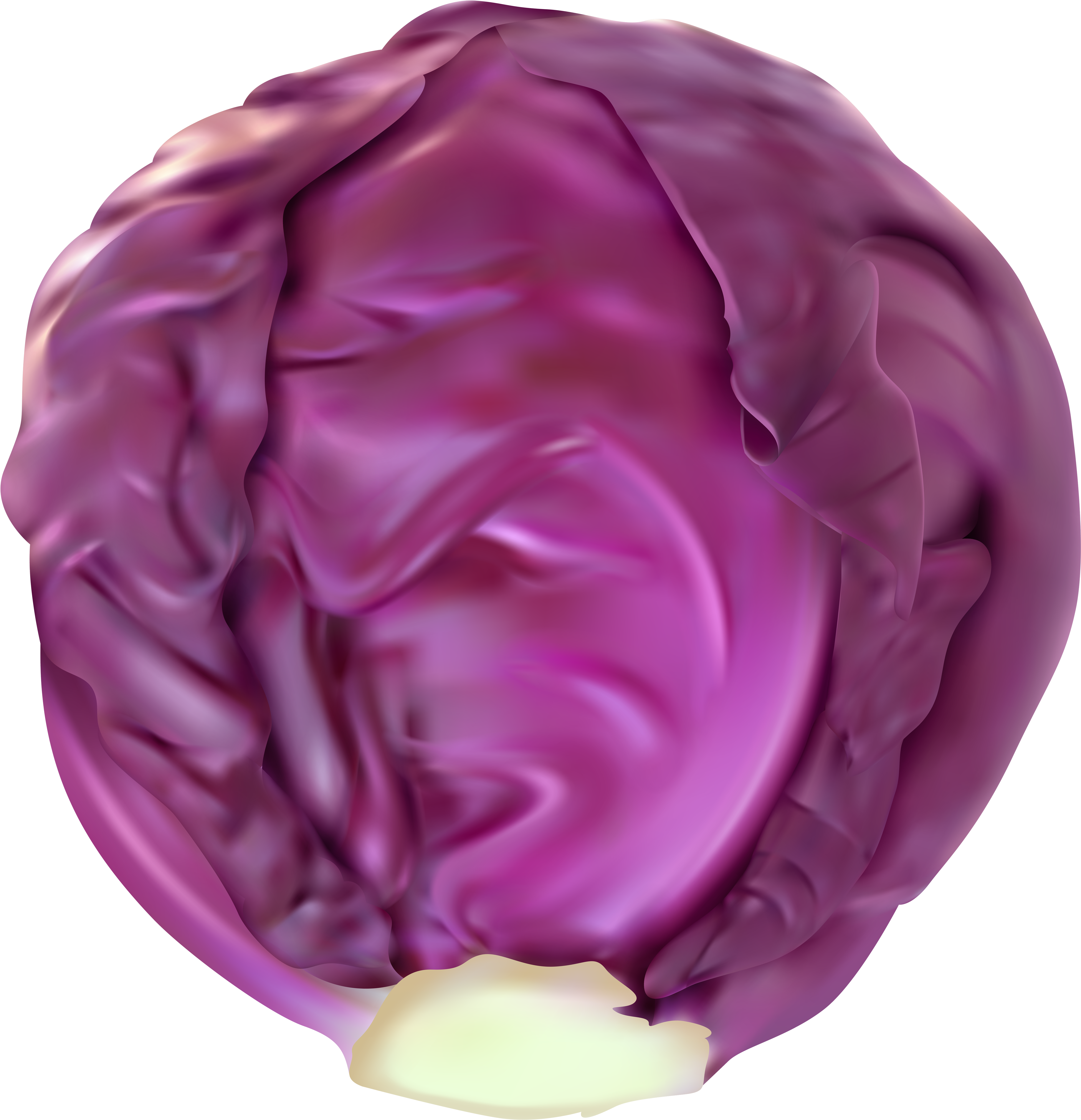 Purple Cabbage Top View