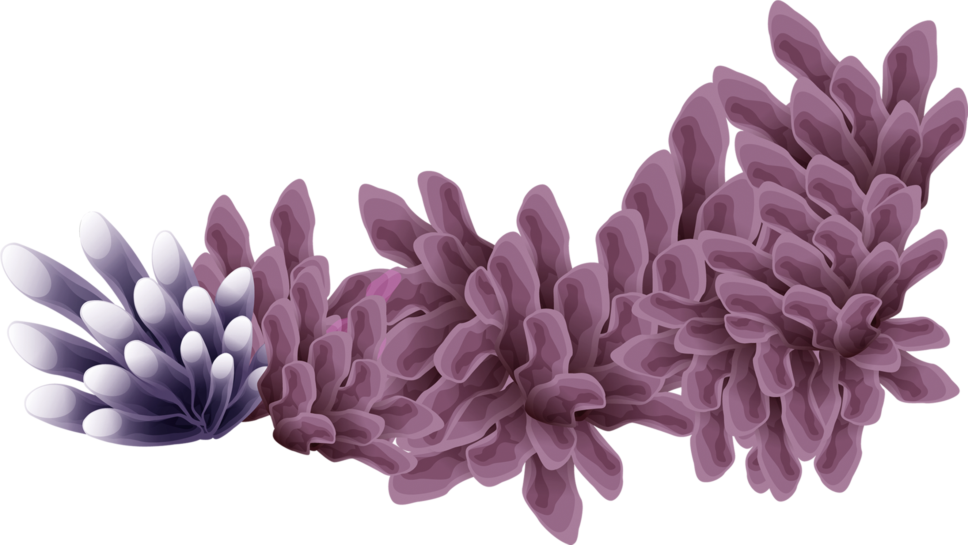 Purple Coral Illustration