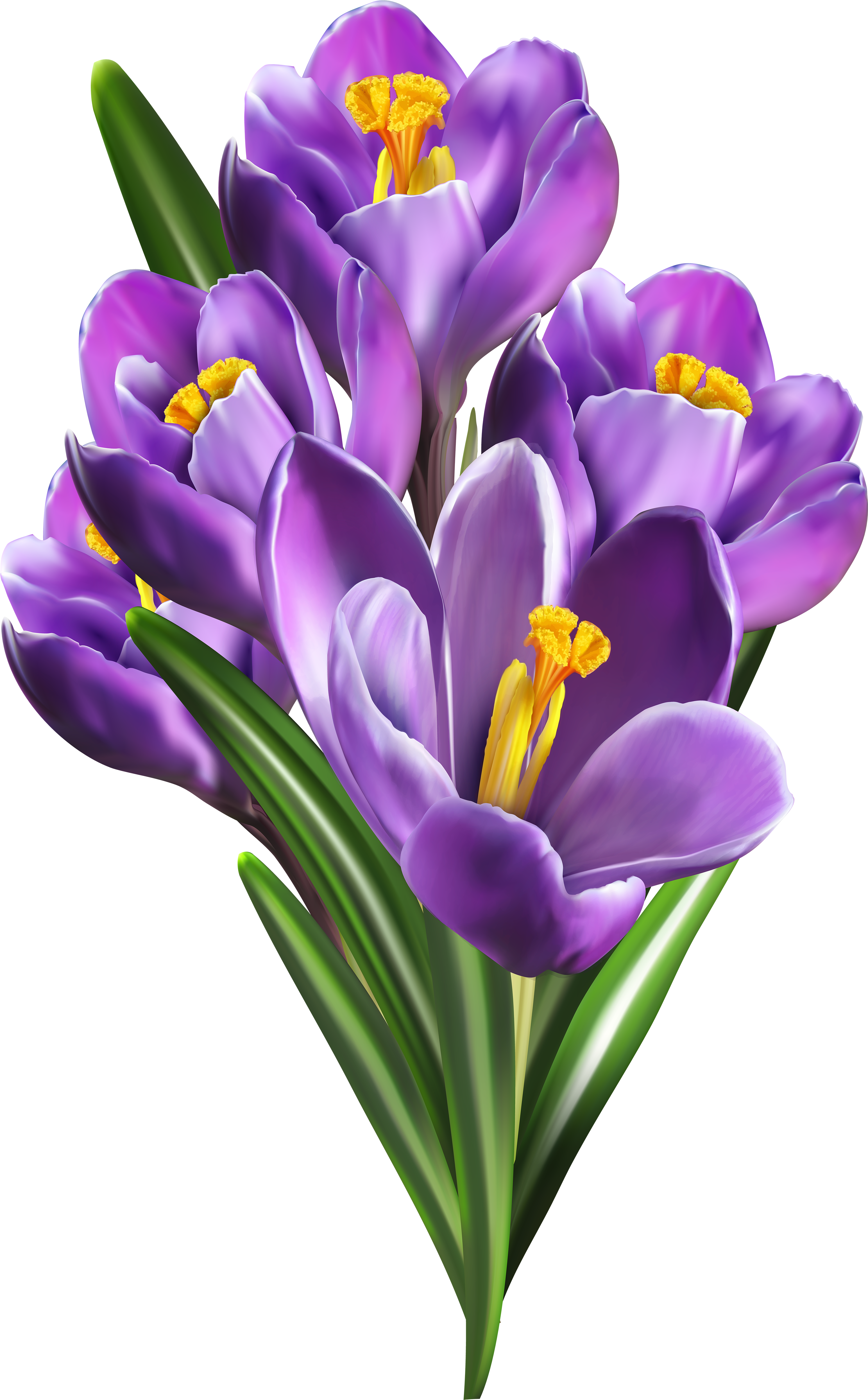 Purple Crocus Bouquet Transparent Background