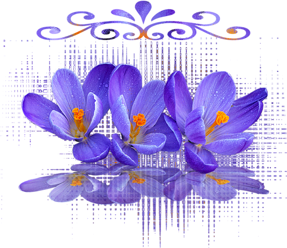 Purple Crocus Flowers Reflection