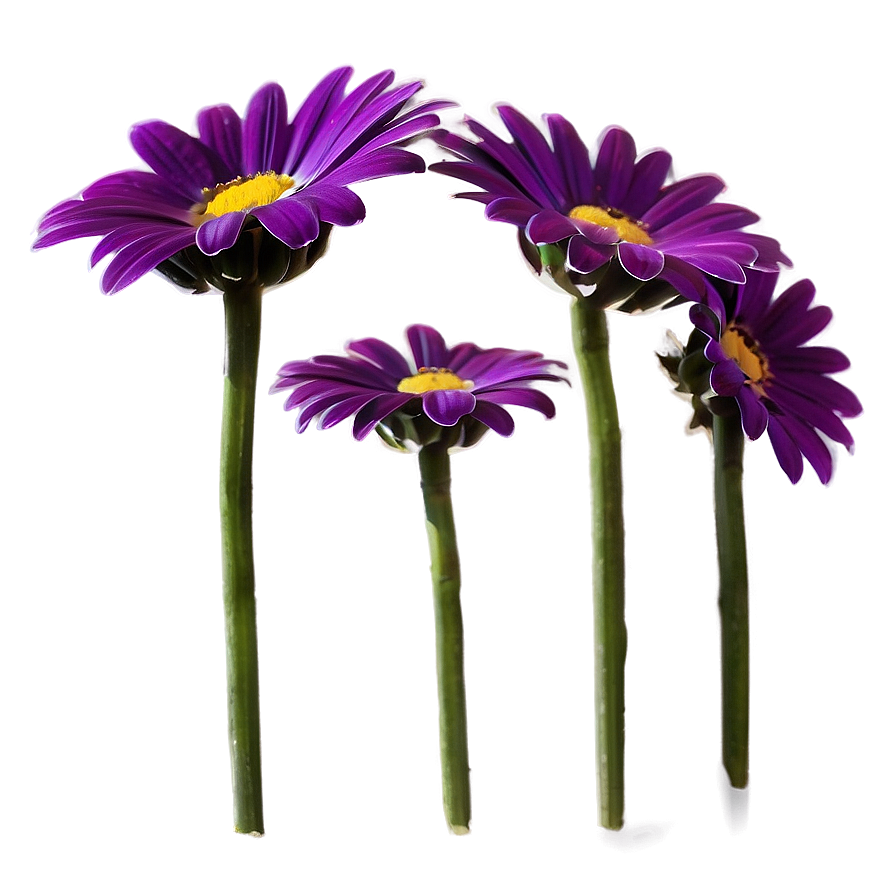 Purple Daisy Png 05242024