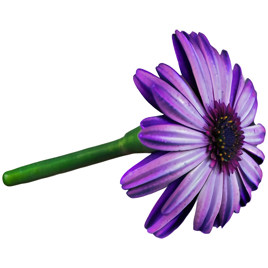 Purple Daisy Png Pgv