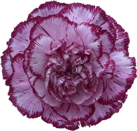 Purple Edged Carnation Flower