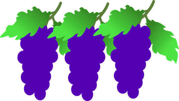 Purple Grape Clusters Vector