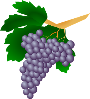 Purple Grapes Cluster Illustration