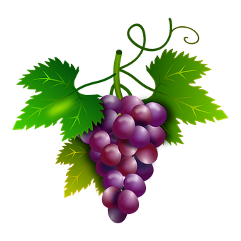 Purple Grapes Cluster Illustration