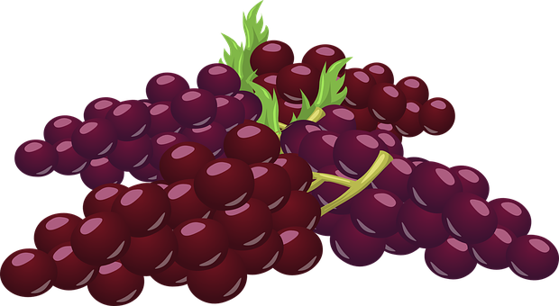 Purple Grapes Vector Illustration