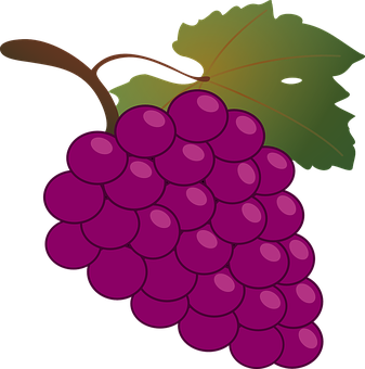 Purple Grapes Vector Illustration