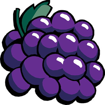 Purple Grapes Vector Illustration