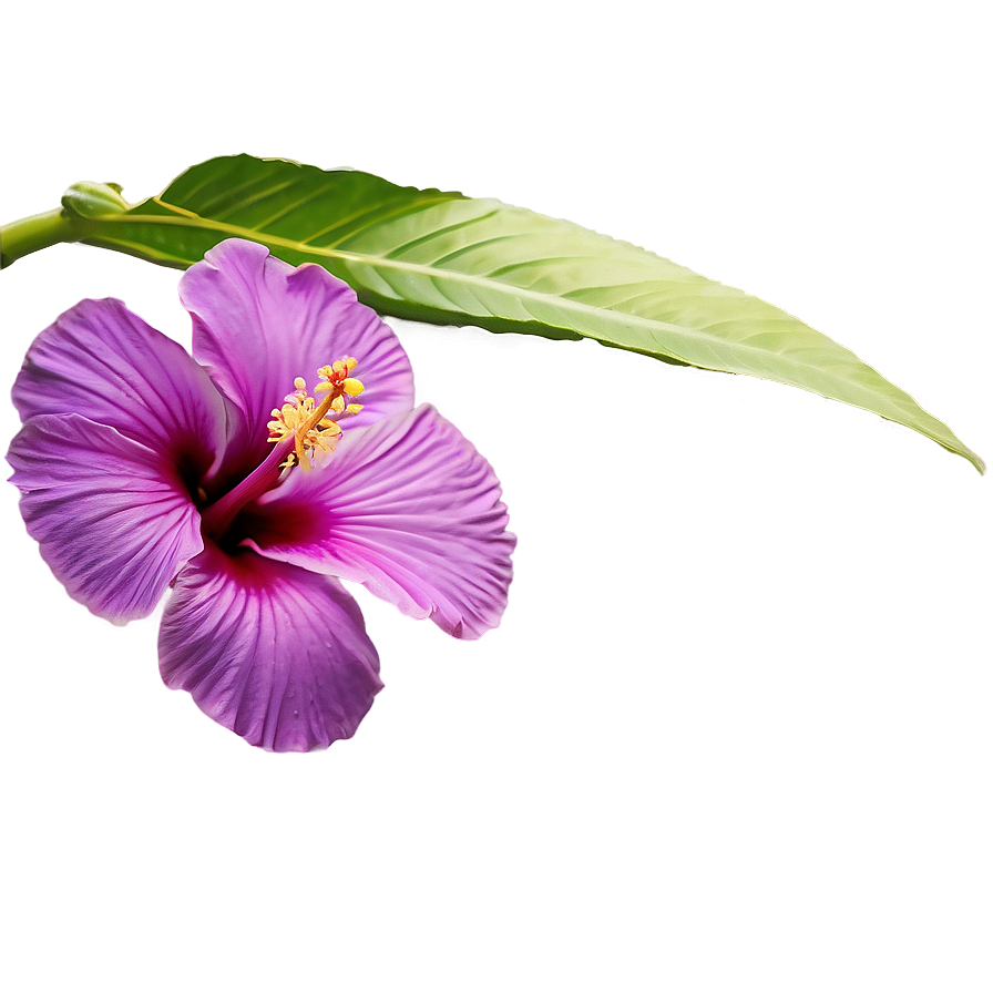 Purple Hibiscus Png 05242024