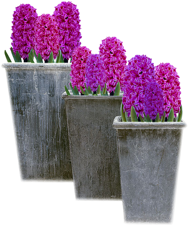 Purple Hyacinth Flowersin Pots