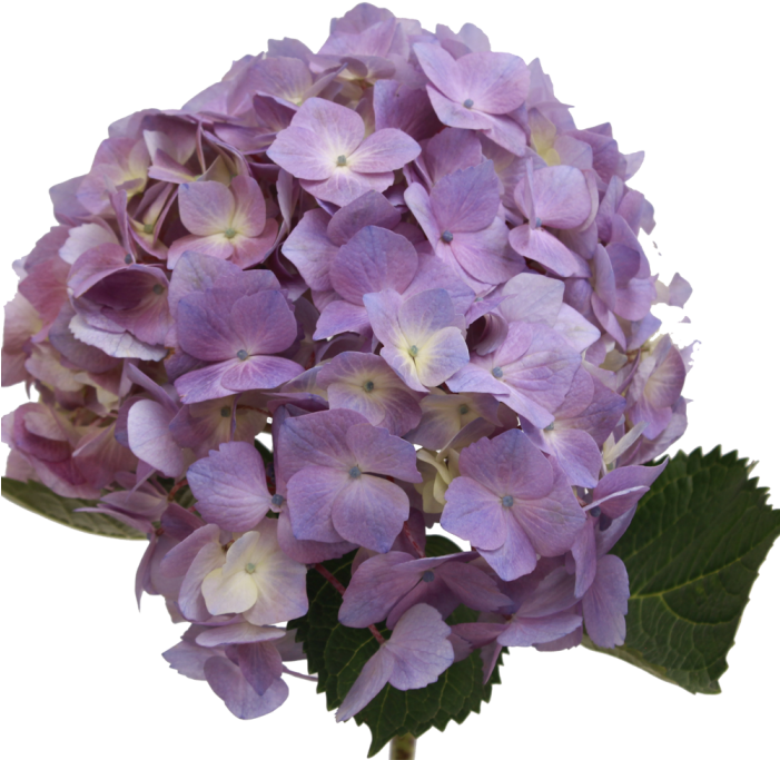 Purple Hydrangea Bloom Transparent Background