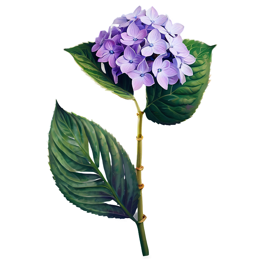 Purple Hydrangea Png 05242024