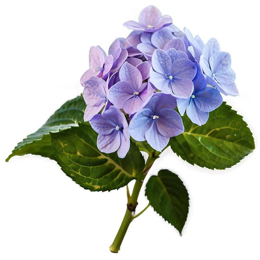 Purple Hydrangea Png Dia