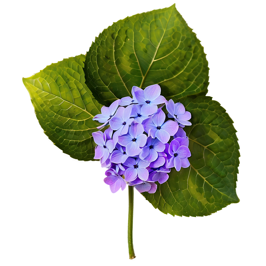 Purple Hydrangea Png Mus