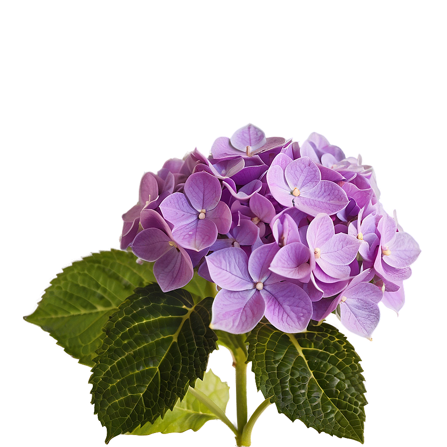Purple Hydrangea Png Yhn