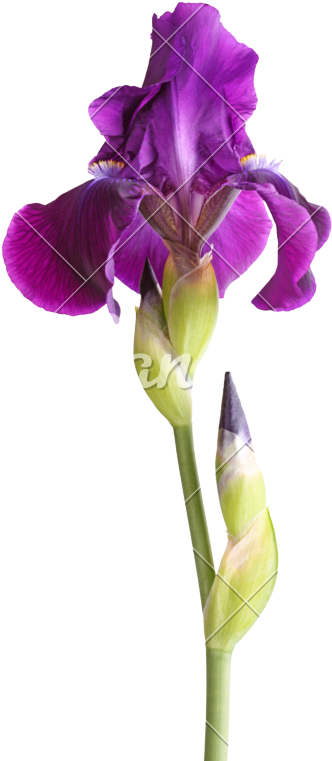 Purple Iris Flower Bloom
