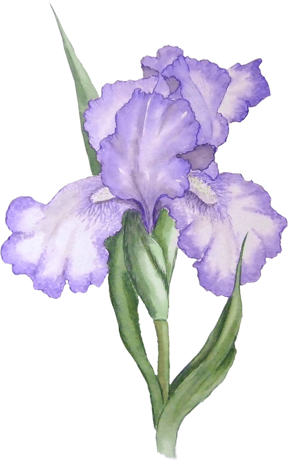 Purple Iris Flower Illustration