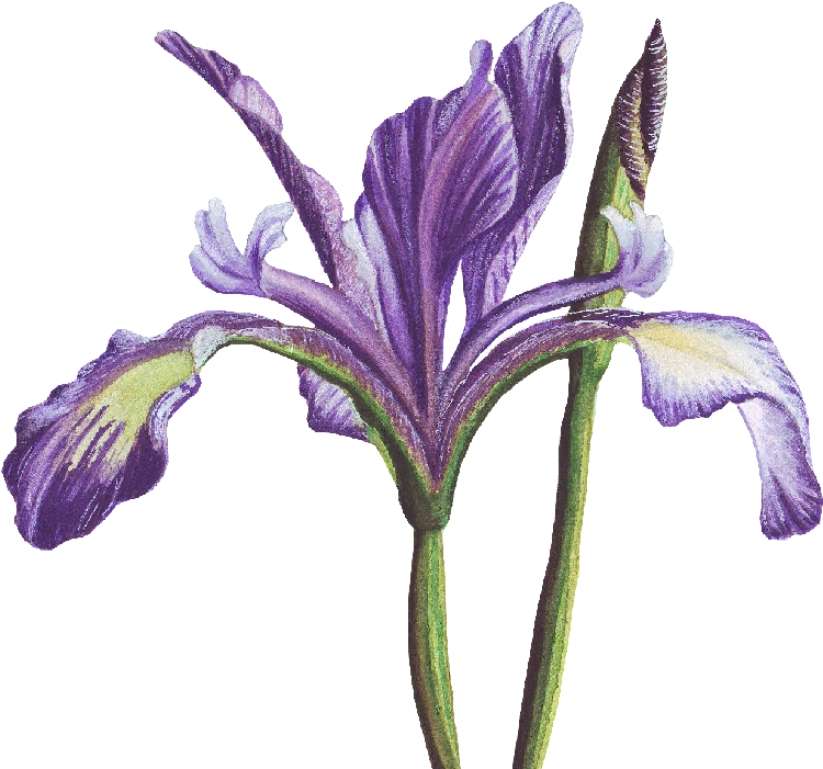 Purple Iris Flower Illustration