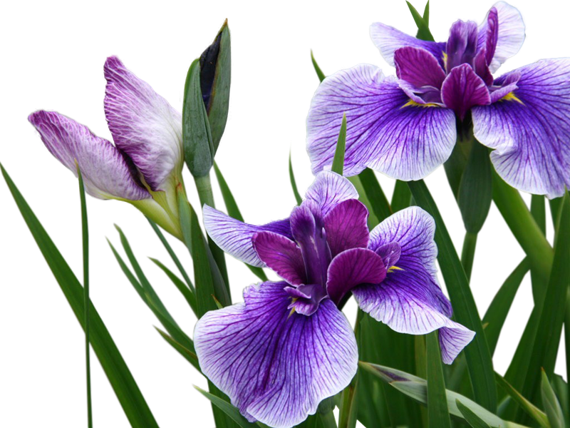 Purple Iris Flowers Transparent Background
