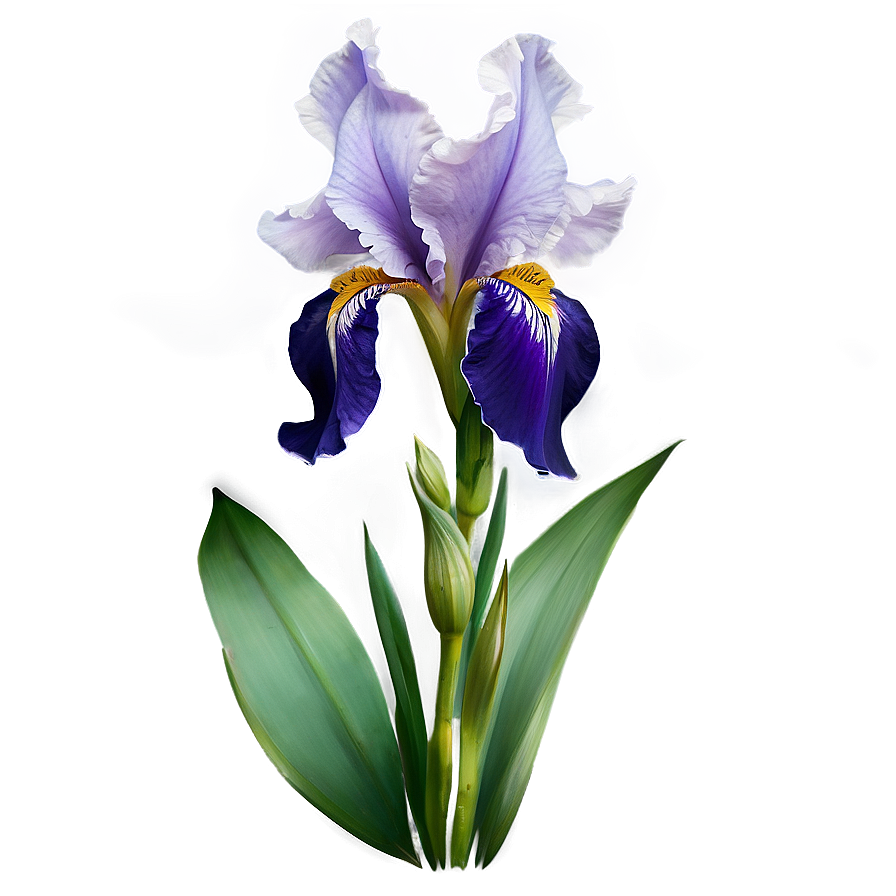 Purple Iris Png 05242024