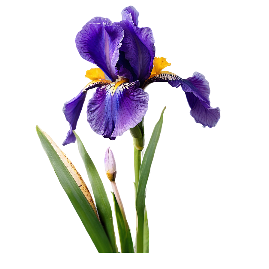 Purple Iris Png Rfq35