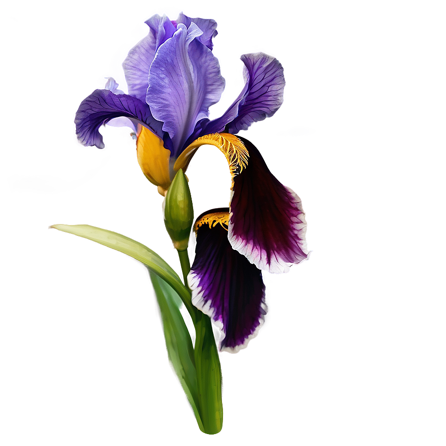 Purple Iris Png Xpo