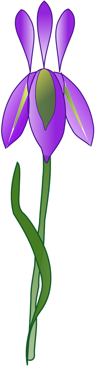 Purple Iris Vector Illustration