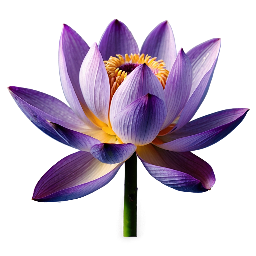 Purple Lotus Png 05242024