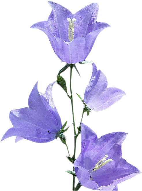 Purple Morning Glory Flowers