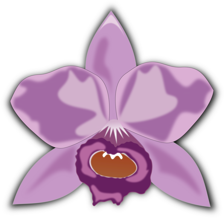 Purple Orchid Illustration