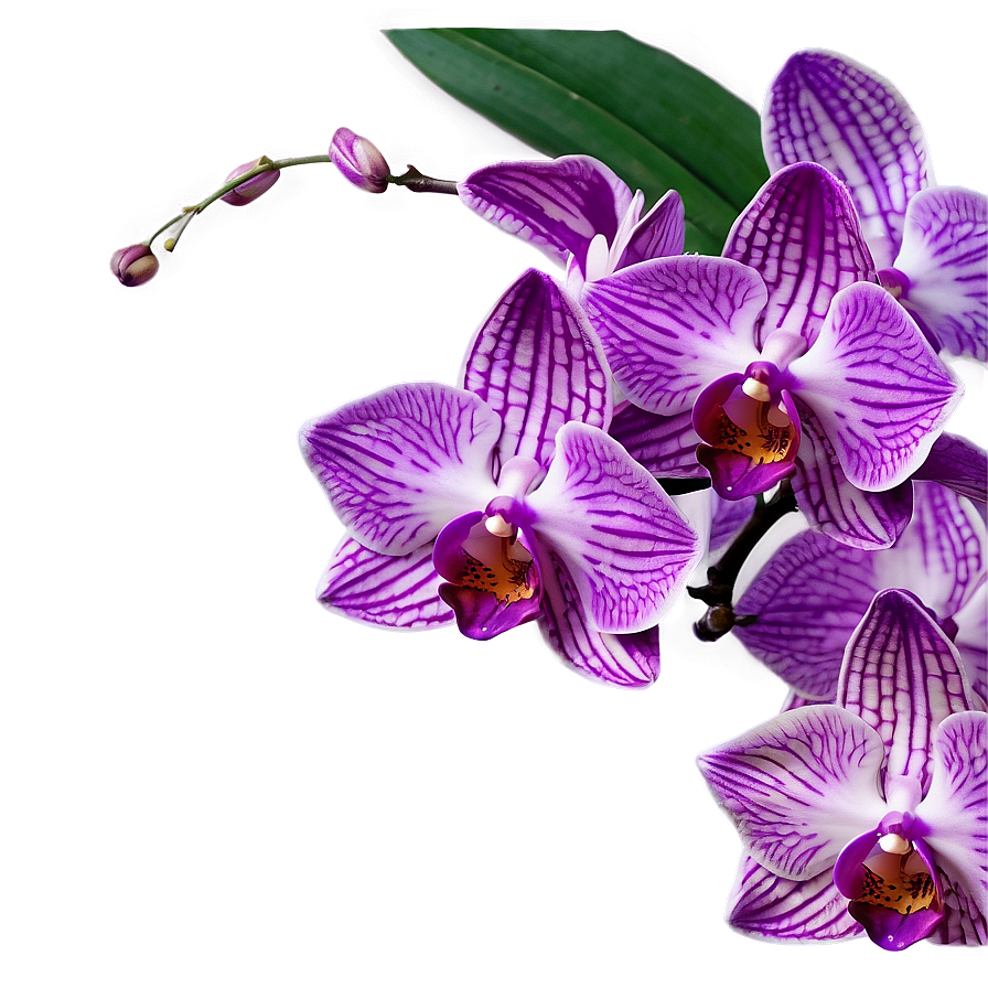 Purple Orchid Png 05242024