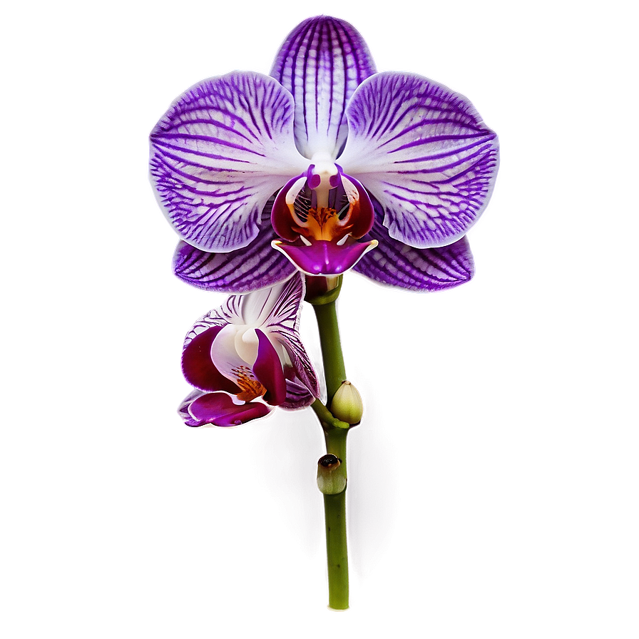 Purple Orchid Png 05242024