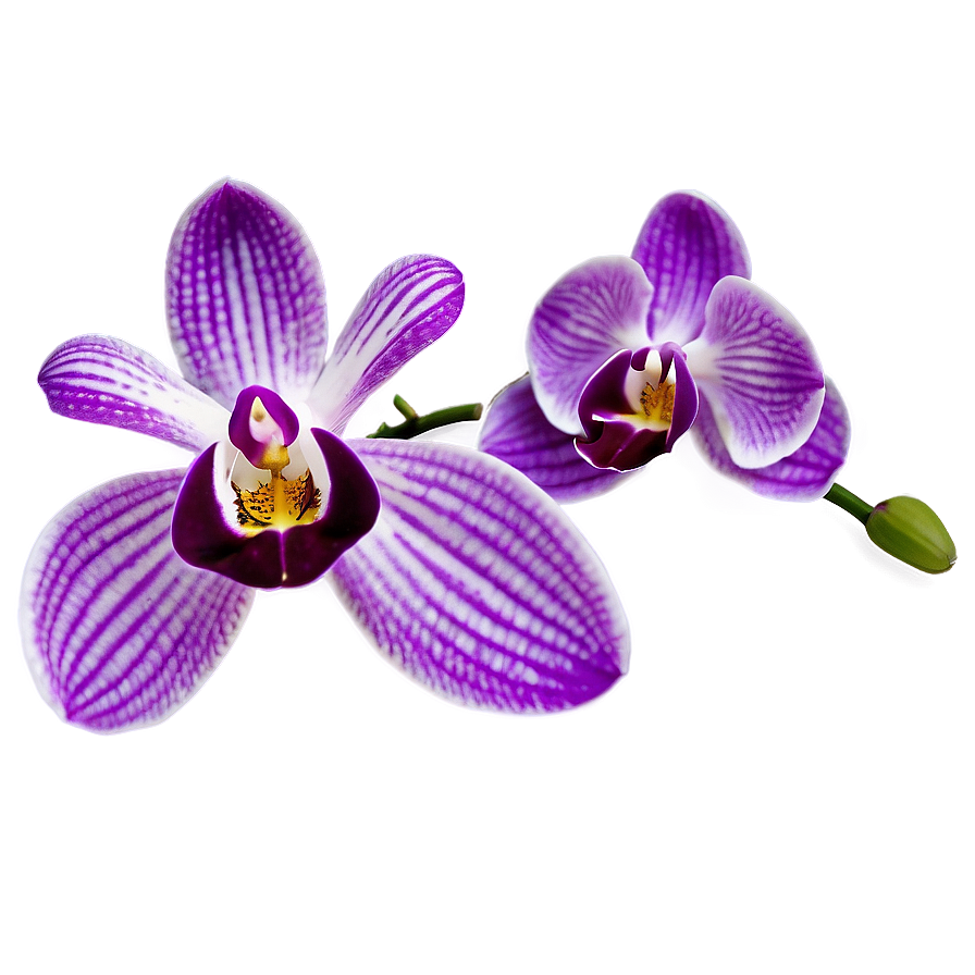 Purple Orchid Png 91