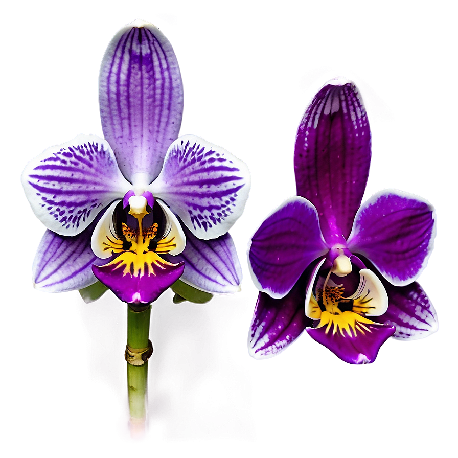 Purple Orchid Png Lbe17