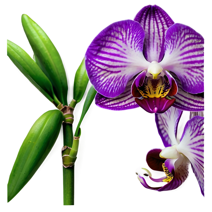 Purple Orchid Png Qxe71