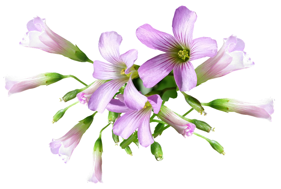 Purple Oxalis Flowers Transparent Background