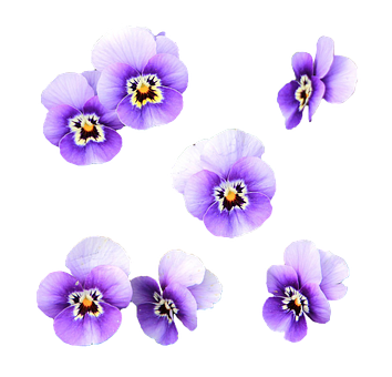 Purple_ Pansies_ Black_ Background