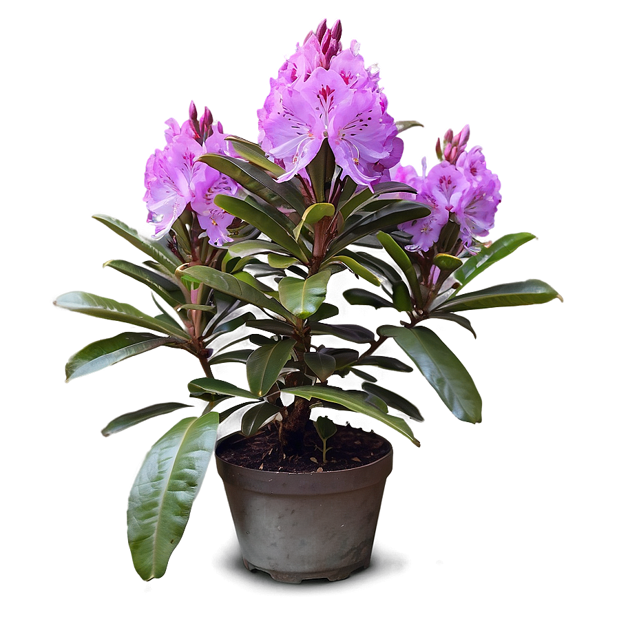 Purple Rhododendron Png 06282024