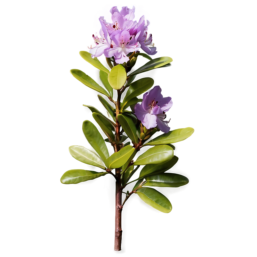 Purple Rhododendron Png Lsw