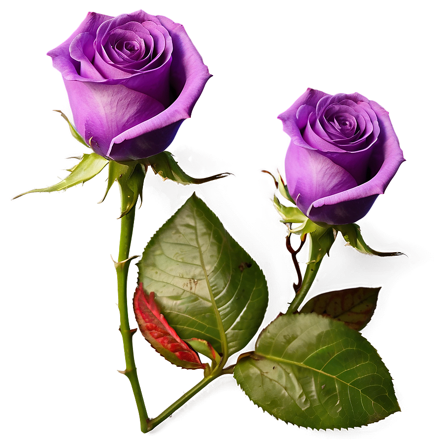 Purple Rose Png 04292024