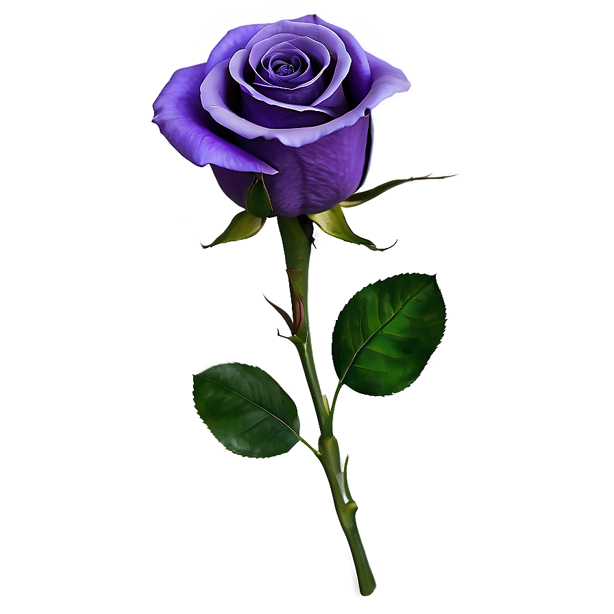 Purple Rose Png 05062024