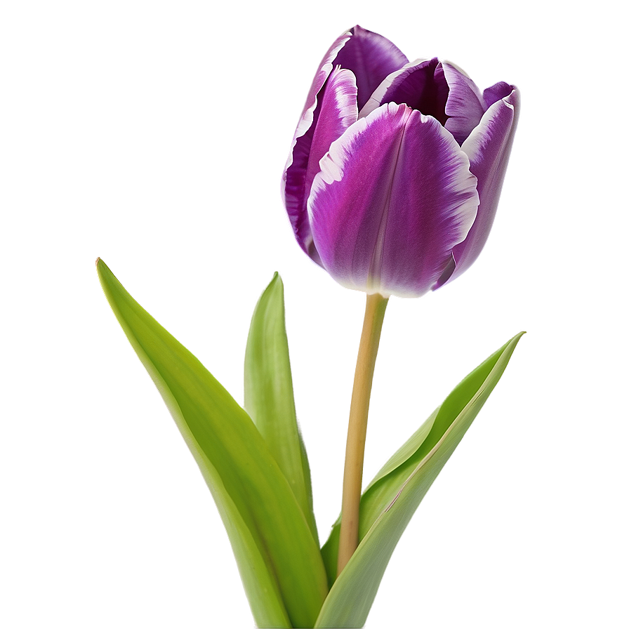 Purple Tulip Png Nfr
